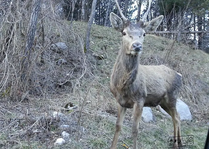 La Pieja Di Отель